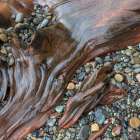 USA, Washington State, Seabeck. Close-up of driftwood and beach rocks. Art Print